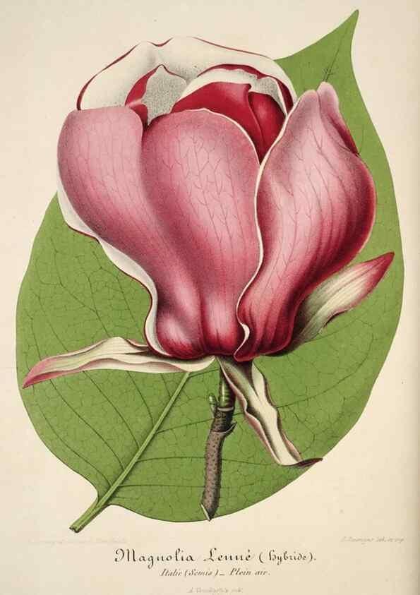 Reproducción/Reproduction 49684165446: L'Illustration horticole :. Gand, Belgium :Imprimerie et lithographie de F. et E. Gyselnyck,1854-1896.. 