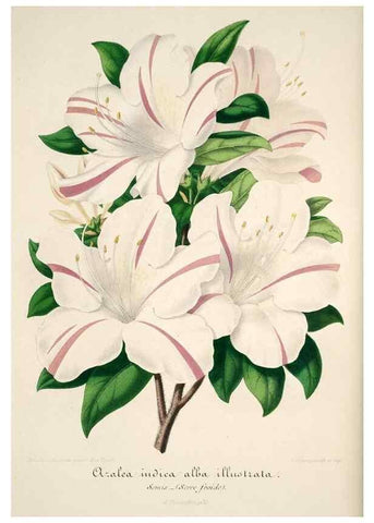 Reproducción/Reproduction 49684165846: L'Illustration horticole :. Gand, Belgium :Imprimerie et lithographie de F. et E. Gyselnyck,1854-1896.. 