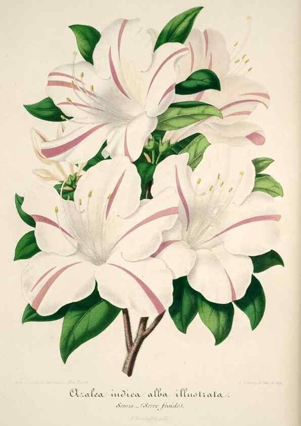 Reproducción/Reproduction 49684165846: L'Illustration horticole :. Gand, Belgium :Imprimerie et lithographie de F. et E. Gyselnyck,1854-1896.. 