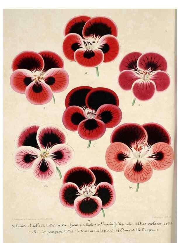 Reproducción/Reproduction 49684166336: L'Illustration horticole :. Gand, Belgium :Imprimerie et lithographie de F. et E. Gyselnyck,1854-1896.. 