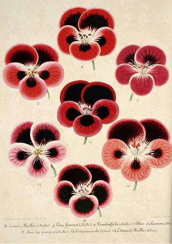 Reproducción/Reproduction 49684166336: L'Illustration horticole :. Gand, Belgium :Imprimerie et lithographie de F. et E. Gyselnyck,1854-1896.. 