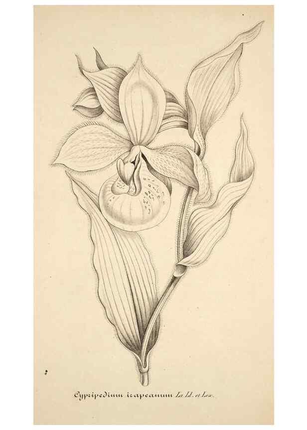 Reproducción/Reproduction 49684166661: L'Illustration horticole :. Gand, Belgium :Imprimerie et lithographie de F. et E. Gyselnyck,1854-1896.. 