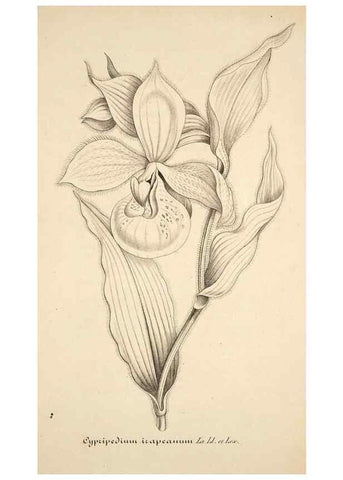 Reproducción/Reproduction 49684166661: L'Illustration horticole :. Gand, Belgium :Imprimerie et lithographie de F. et E. Gyselnyck,1854-1896.. 