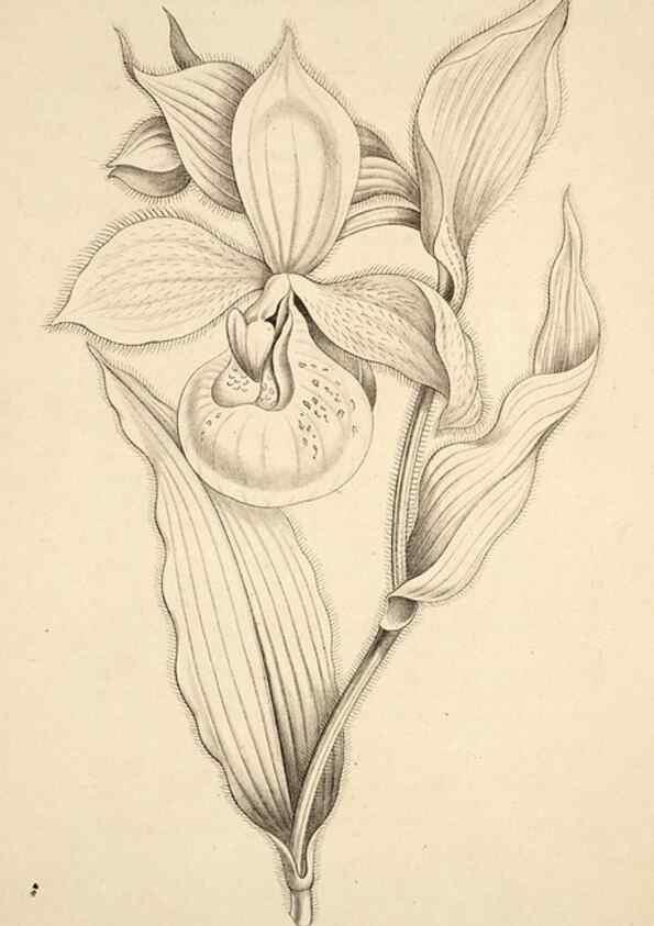 Reproducción/Reproduction 49684166661: L'Illustration horticole :. Gand, Belgium :Imprimerie et lithographie de F. et E. Gyselnyck,1854-1896.. 