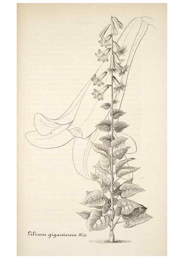 Reproducción/Reproduction 49683627588: L'Illustration horticole :. Gand, Belgium :Imprimerie et lithographie de F. et E. Gyselnyck,1854-1896.. 