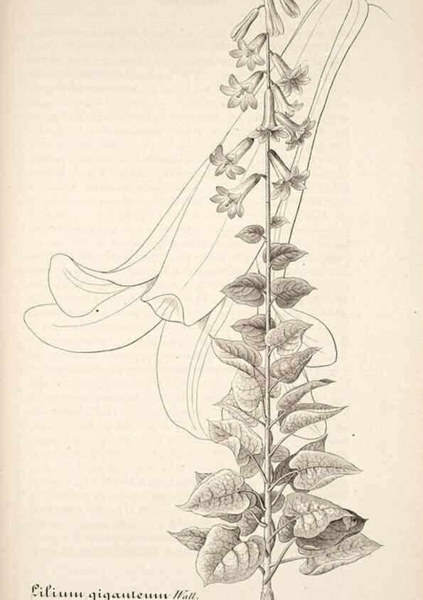Reproducción/Reproduction 49683627588: L'Illustration horticole :. Gand, Belgium :Imprimerie et lithographie de F. et E. Gyselnyck,1854-1896.. 
