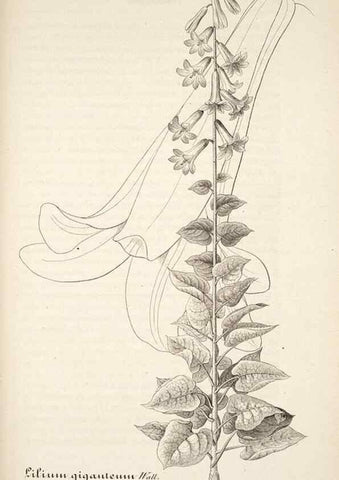 Reproducción/Reproduction 49683627588: L'Illustration horticole :. Gand, Belgium :Imprimerie et lithographie de F. et E. Gyselnyck,1854-1896.. 