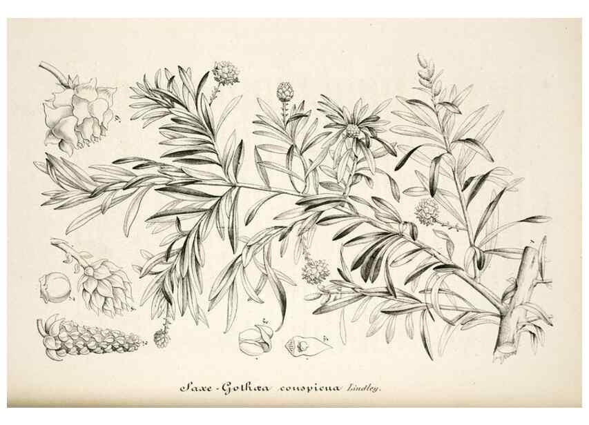 Reproducción/Reproduction 49684460627: L'Illustration horticole :. Gand, Belgium :Imprimerie et lithographie de F. et E. Gyselnyck,1854-1896.. 
