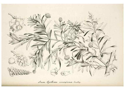 Reproducción/Reproduction 49684460627: L'Illustration horticole :. Gand, Belgium :Imprimerie et lithographie de F. et E. Gyselnyck,1854-1896.. 