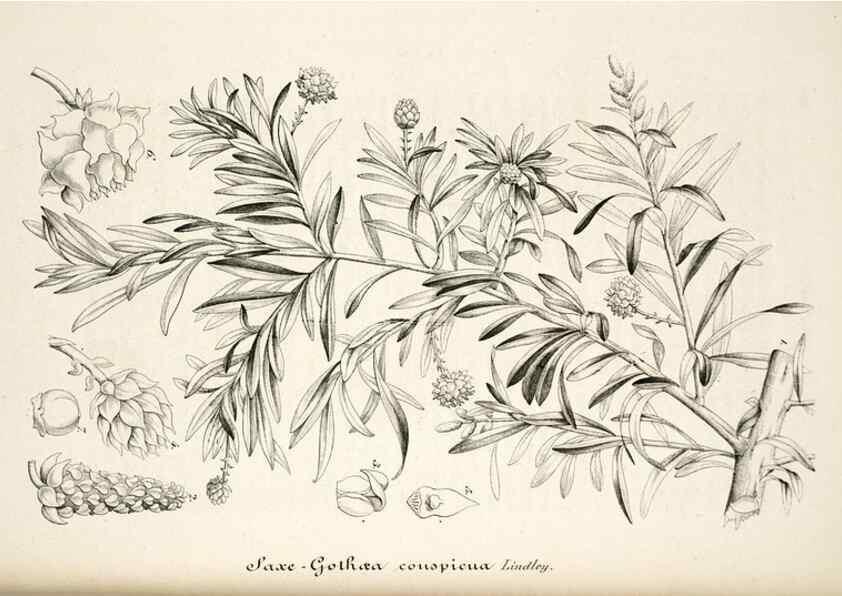 Reproducción/Reproduction 49684460627: L'Illustration horticole :. Gand, Belgium :Imprimerie et lithographie de F. et E. Gyselnyck,1854-1896.. 