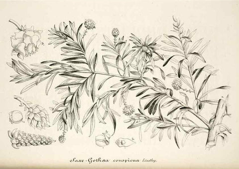 Reproducción/Reproduction 49684460627: L'Illustration horticole :. Gand, Belgium :Imprimerie et lithographie de F. et E. Gyselnyck,1854-1896.. 