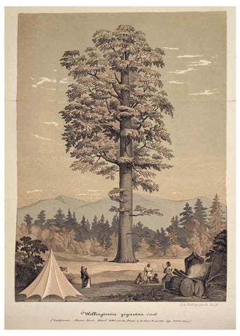 Reproducción/Reproduction 49683628183: L'Illustration horticole :. Gand, Belgium :Imprimerie et lithographie de F. et E. Gyselnyck,1854-1896.. 