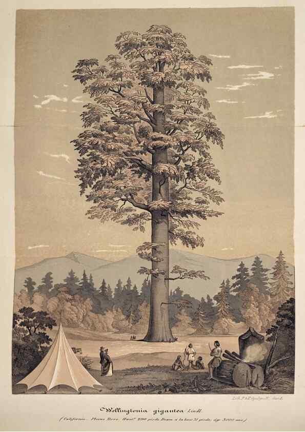 Reproducción/Reproduction 49683628183: L'Illustration horticole :. Gand, Belgium :Imprimerie et lithographie de F. et E. Gyselnyck,1854-1896.. 