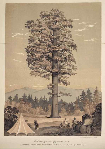 Reproducción/Reproduction 49683628183: L'Illustration horticole :. Gand, Belgium :Imprimerie et lithographie de F. et E. Gyselnyck,1854-1896.. 
