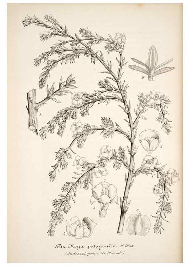 Reproducción/Reproduction 49684167911: L'Illustration horticole :. Gand, Belgium :Imprimerie et lithographie de F. et E. Gyselnyck,1854-1896.. 