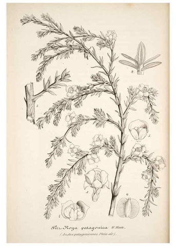 Reproducción/Reproduction 49684167911: L'Illustration horticole :. Gand, Belgium :Imprimerie et lithographie de F. et E. Gyselnyck,1854-1896.. 