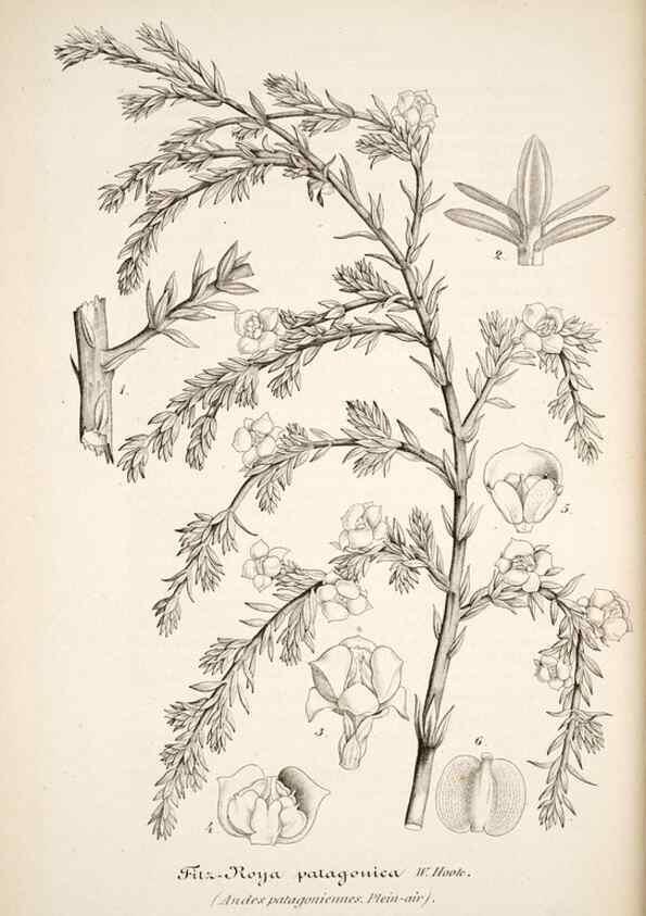 Reproducción/Reproduction 49684167911: L'Illustration horticole :. Gand, Belgium :Imprimerie et lithographie de F. et E. Gyselnyck,1854-1896.. 