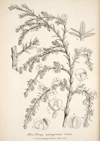 Reproducción/Reproduction 49684167911: L'Illustration horticole :. Gand, Belgium :Imprimerie et lithographie de F. et E. Gyselnyck,1854-1896.. 
