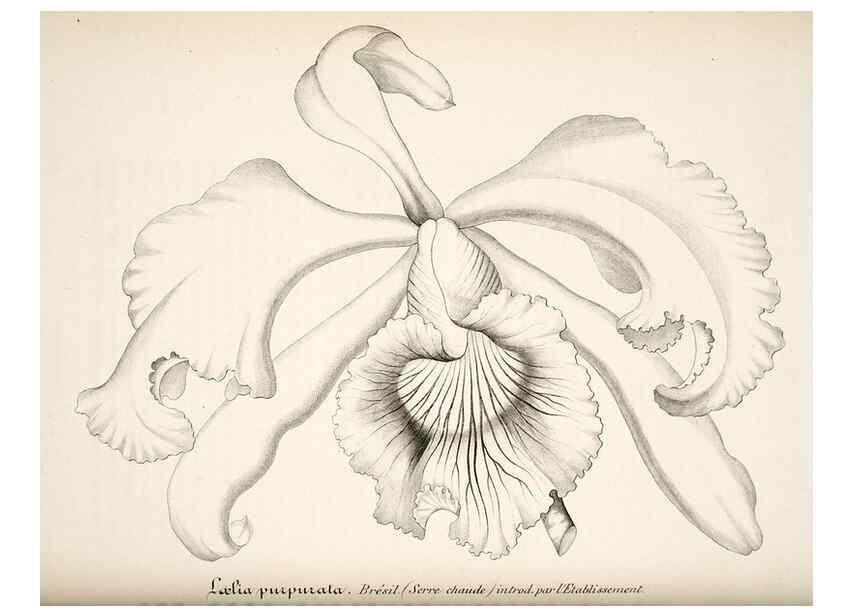 Reproducción/Reproduction 49683628943: L'Illustration horticole :. Gand, Belgium :Imprimerie et lithographie de F. et E. Gyselnyck,1854-1896.. 