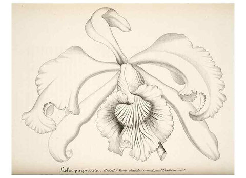 Reproducción/Reproduction 49683628943: L'Illustration horticole :. Gand, Belgium :Imprimerie et lithographie de F. et E. Gyselnyck,1854-1896.. 
