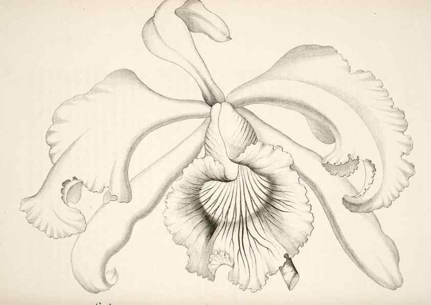 Reproducción/Reproduction 49683628943: L'Illustration horticole :. Gand, Belgium :Imprimerie et lithographie de F. et E. Gyselnyck,1854-1896.. 