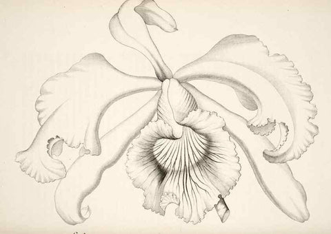 Reproducción/Reproduction 49683628943: L'Illustration horticole :. Gand, Belgium :Imprimerie et lithographie de F. et E. Gyselnyck,1854-1896.. 