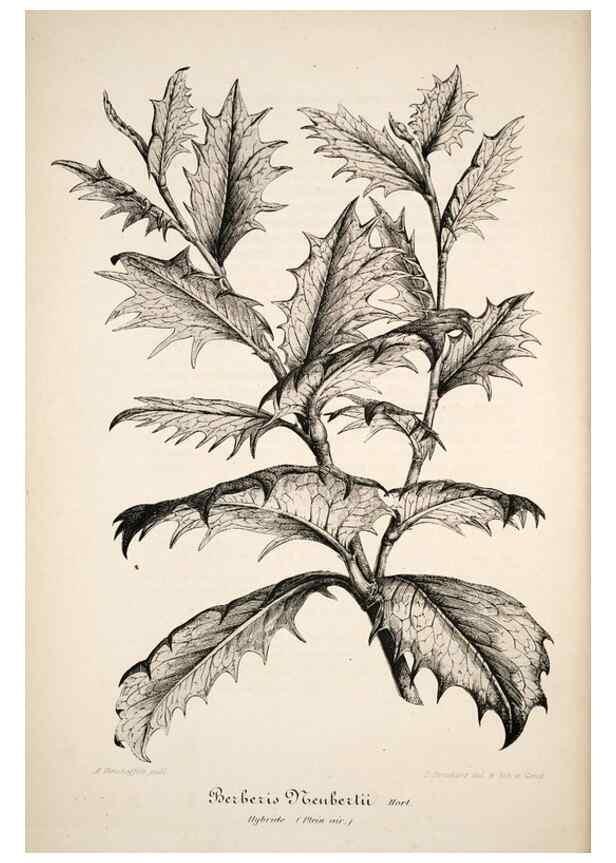 Reproducción/Reproduction 49683629588: L'Illustration horticole :. Gand, Belgium :Imprimerie et lithographie de F. et E. Gyselnyck,1854-1896.. 
