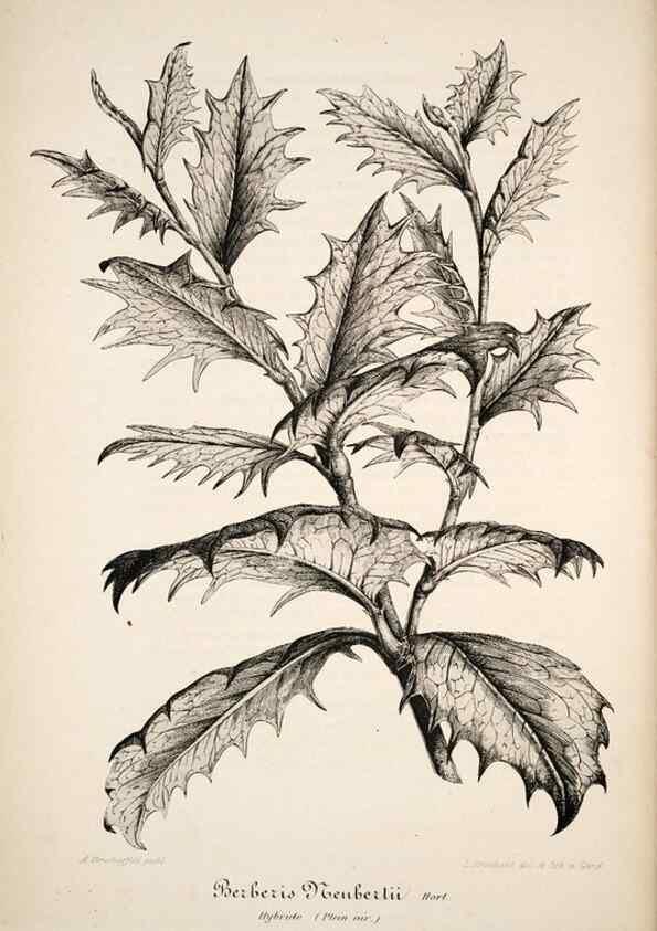 Reproducción/Reproduction 49683629588: L'Illustration horticole :. Gand, Belgium :Imprimerie et lithographie de F. et E. Gyselnyck,1854-1896.. 