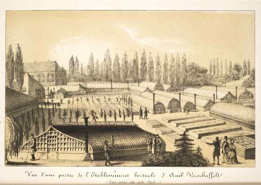 Reproducción/Reproduction 49683629773: L'Illustration horticole :. Gand, Belgium :Imprimerie et lithographie de F. et E. Gyselnyck,1854-1896.. 