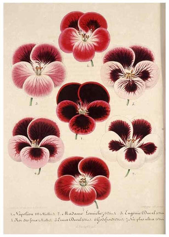 Reproducción/Reproduction 49684164516: L'Illustration horticole :. Gand, Belgium :Imprimerie et lithographie de F. et E. Gyselnyck,1854-1896.. 