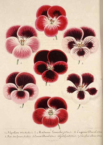 Reproducción/Reproduction 49684164516: L'Illustration horticole :. Gand, Belgium :Imprimerie et lithographie de F. et E. Gyselnyck,1854-1896.. 