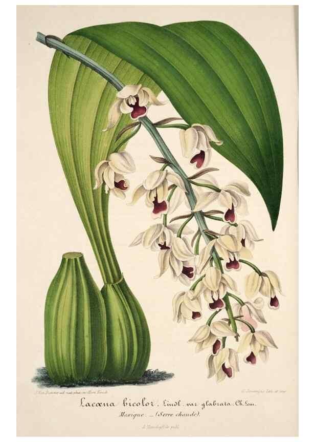 Reproducción/Reproduction 49683624408: L'Illustration horticole :. Gand, Belgium :Imprimerie et lithographie de F. et E. Gyselnyck,1854-1896.. 