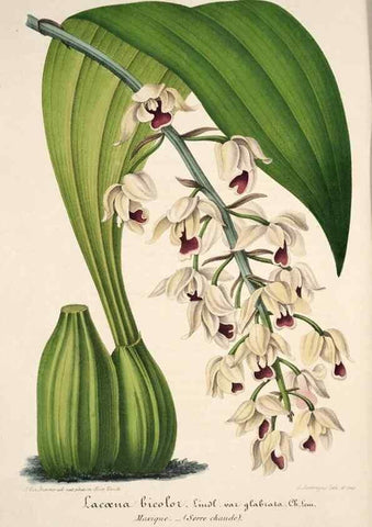 Reproducción/Reproduction 49683624408: L'Illustration horticole :. Gand, Belgium :Imprimerie et lithographie de F. et E. Gyselnyck,1854-1896.. 