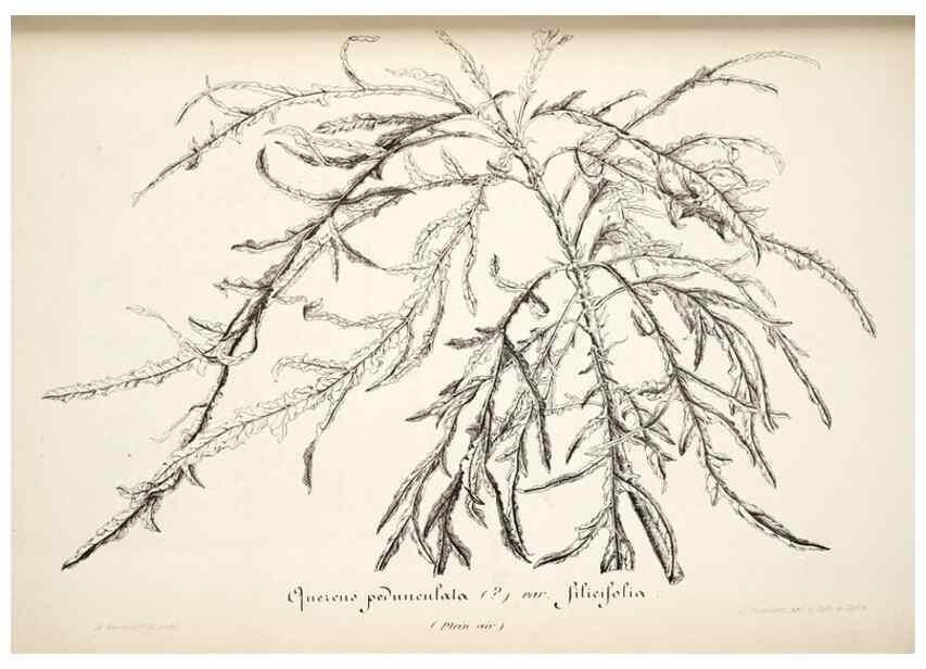 Reproducción/Reproduction 49684456487: L'Illustration horticole :. Gand, Belgium :Imprimerie et lithographie de F. et E. Gyselnyck,1854-1896.. 