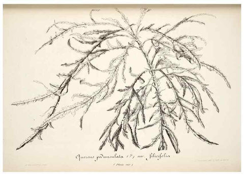 Reproducción/Reproduction 49684456487: L'Illustration horticole :. Gand, Belgium :Imprimerie et lithographie de F. et E. Gyselnyck,1854-1896.. 