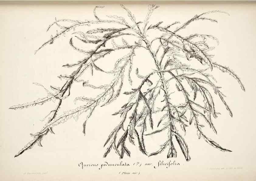 Reproducción/Reproduction 49684456487: L'Illustration horticole :. Gand, Belgium :Imprimerie et lithographie de F. et E. Gyselnyck,1854-1896.. 