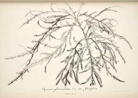 Reproducción/Reproduction 49684456487: L'Illustration horticole :. Gand, Belgium :Imprimerie et lithographie de F. et E. Gyselnyck,1854-1896.. 