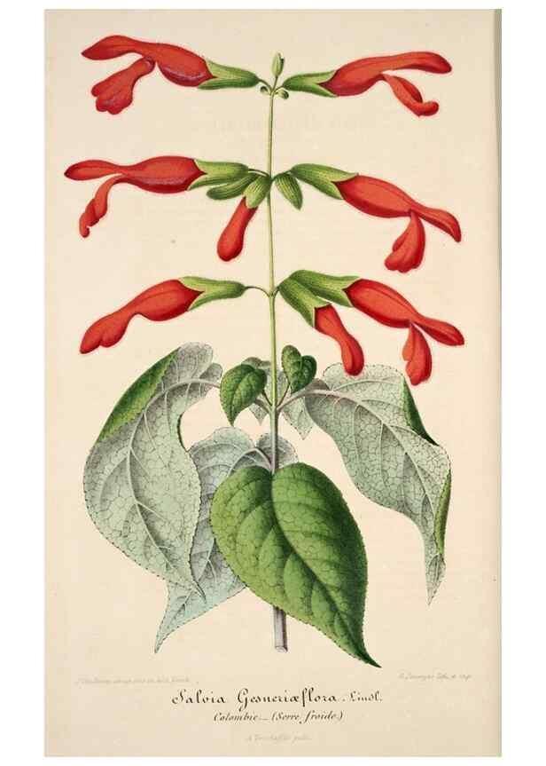 Reproducción/Reproduction 49684456262: L'Illustration horticole :. Gand, Belgium :Imprimerie et lithographie de F. et E. Gyselnyck,1854-1896.. 