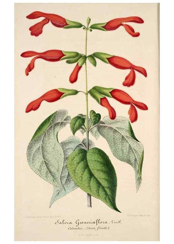 Reproducción/Reproduction 49684456262: L'Illustration horticole :. Gand, Belgium :Imprimerie et lithographie de F. et E. Gyselnyck,1854-1896.. 