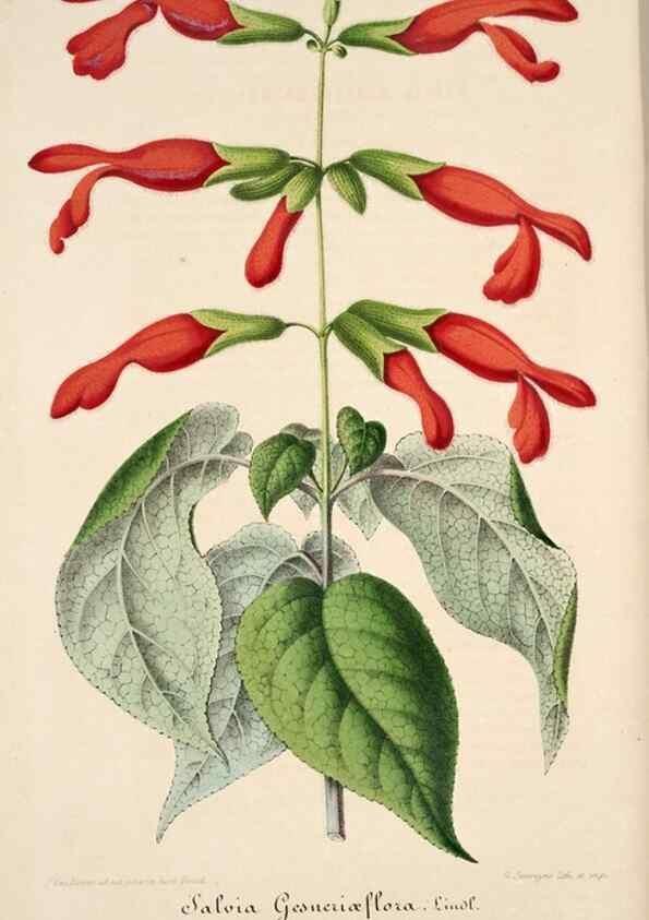 Reproducción/Reproduction 49684456262: L'Illustration horticole :. Gand, Belgium :Imprimerie et lithographie de F. et E. Gyselnyck,1854-1896.. 