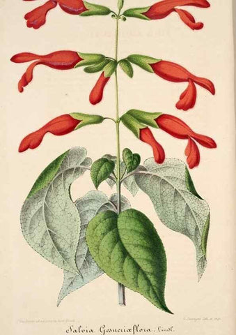 Reproducción/Reproduction 49684456262: L'Illustration horticole :. Gand, Belgium :Imprimerie et lithographie de F. et E. Gyselnyck,1854-1896.. 