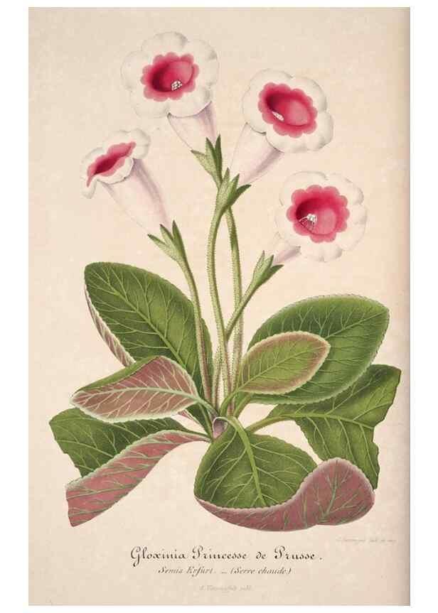 Reproducción/Reproduction 49684158111: L'Illustration horticole :. Gand, Belgium :Imprimerie et lithographie de F. et E. Gyselnyck,1854-1896.. 