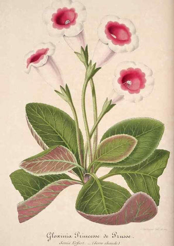 Reproducción/Reproduction 49684158111: L'Illustration horticole :. Gand, Belgium :Imprimerie et lithographie de F. et E. Gyselnyck,1854-1896.. 