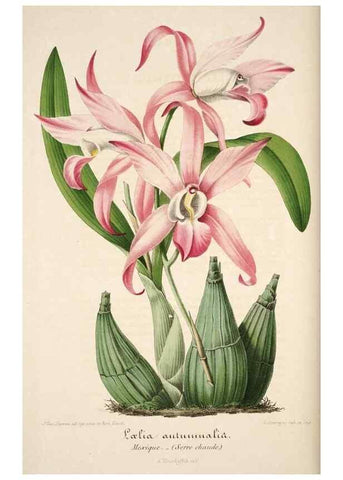 Reproducción/Reproduction 49683618283: L'Illustration horticole :. Gand, Belgium :Imprimerie et lithographie de F. et E. Gyselnyck,1854-1896.. 