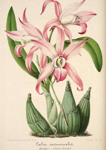 Reproducción/Reproduction 49683618283: L'Illustration horticole :. Gand, Belgium :Imprimerie et lithographie de F. et E. Gyselnyck,1854-1896.. 