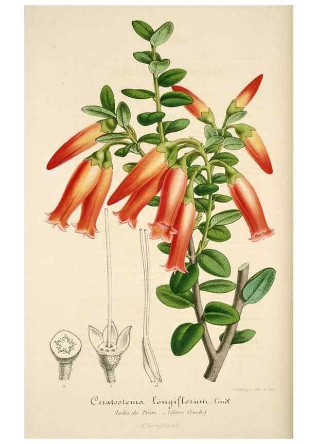 Reproducción/Reproduction 49684158821: L'Illustration horticole :. Gand, Belgium :Imprimerie et lithographie de F. et E. Gyselnyck,1854-1896.. 