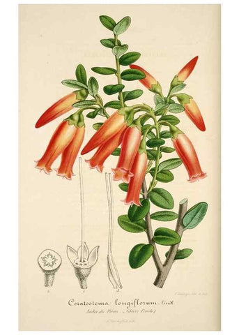 Reproducción/Reproduction 49684158821: L'Illustration horticole :. Gand, Belgium :Imprimerie et lithographie de F. et E. Gyselnyck,1854-1896.. 