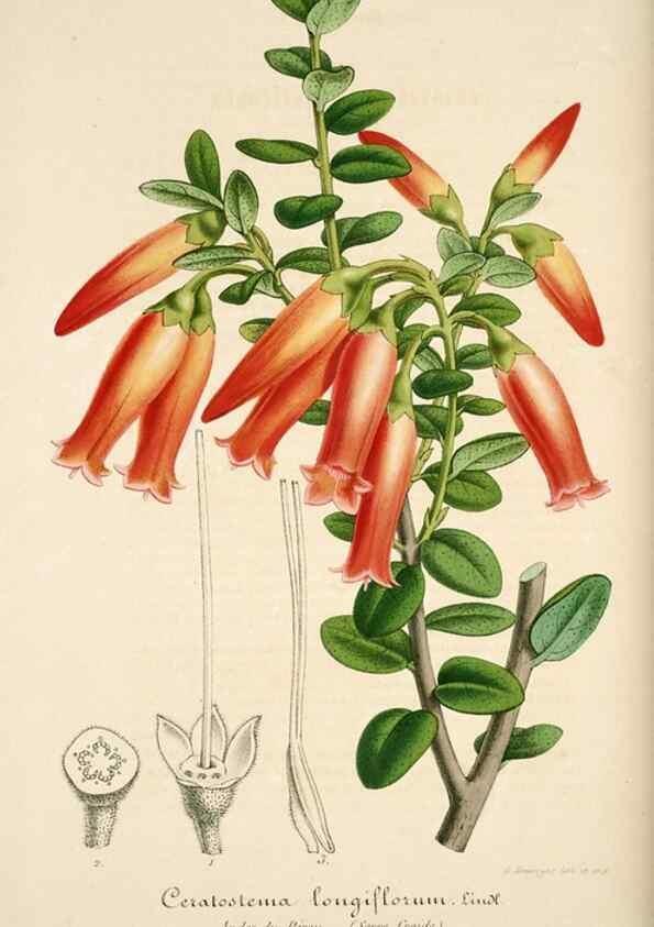 Reproducción/Reproduction 49684158821: L'Illustration horticole :. Gand, Belgium :Imprimerie et lithographie de F. et E. Gyselnyck,1854-1896.. 