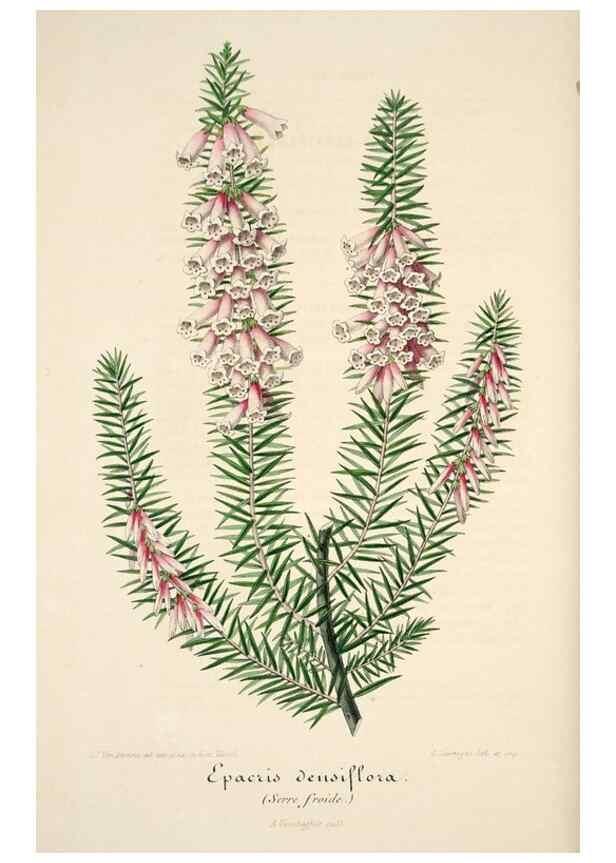 Reproducción/Reproduction 49683619063: L'Illustration horticole :. Gand, Belgium :Imprimerie et lithographie de F. et E. Gyselnyck,1854-1896.. 
