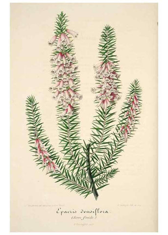 Reproducción/Reproduction 49683619063: L'Illustration horticole :. Gand, Belgium :Imprimerie et lithographie de F. et E. Gyselnyck,1854-1896.. 